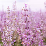 Pink and purple flowers on clary sage essential oil plant