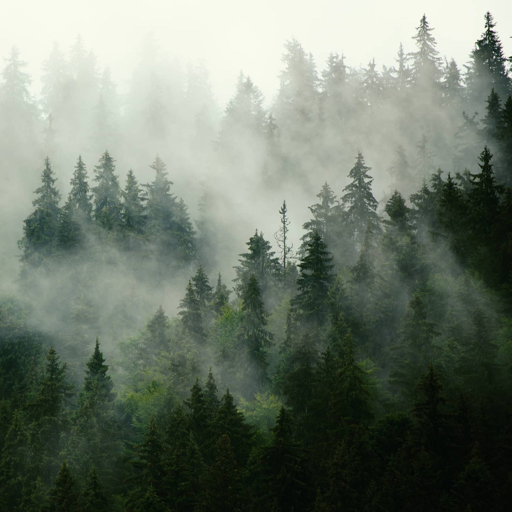 Essential oil blend inspired by the Rocky Mountains