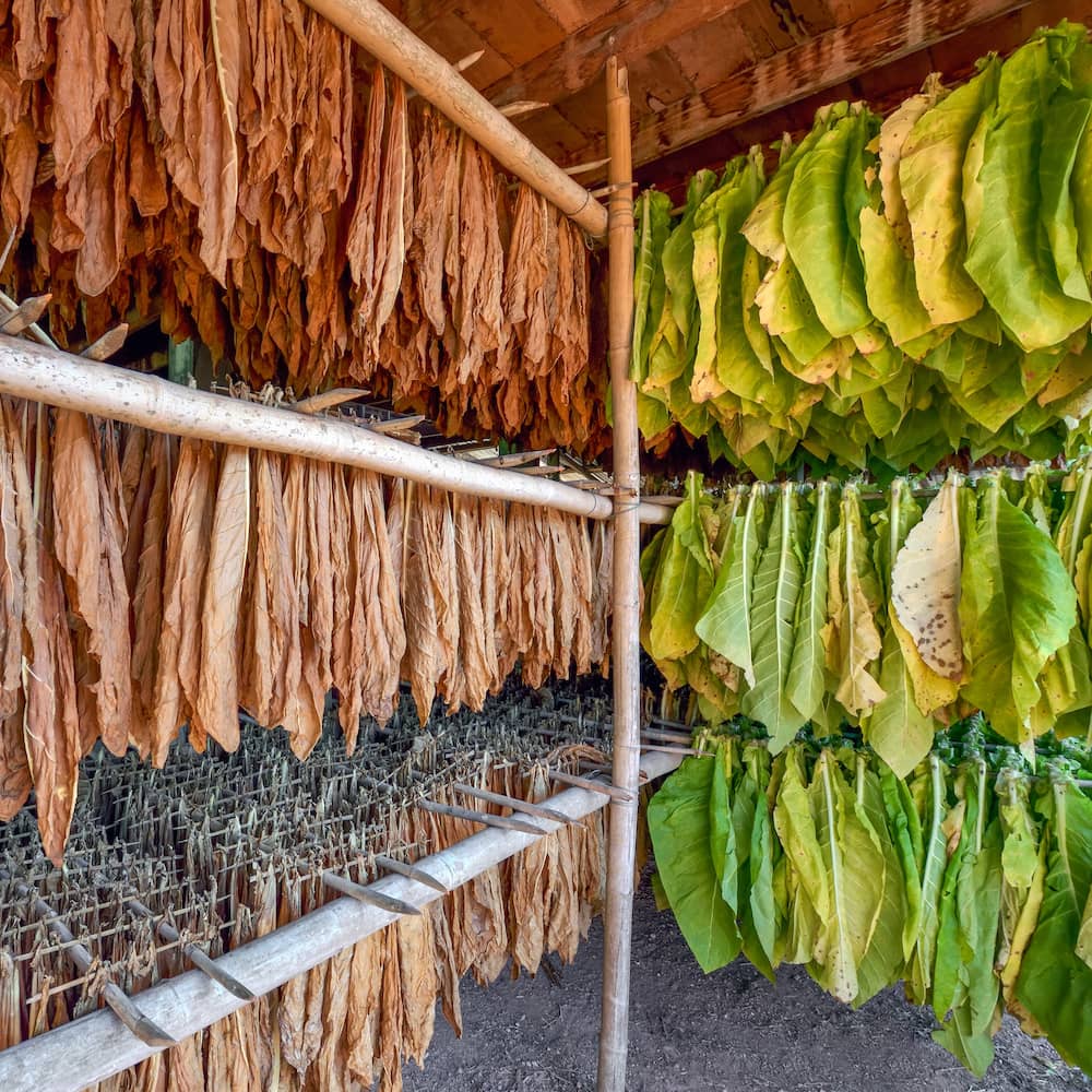 buy dried tobacco leaves Tobacco Absolute – Nomad Botanicals buy dried tobacco leaves Tobacco Absolute – Nomad Botanicals