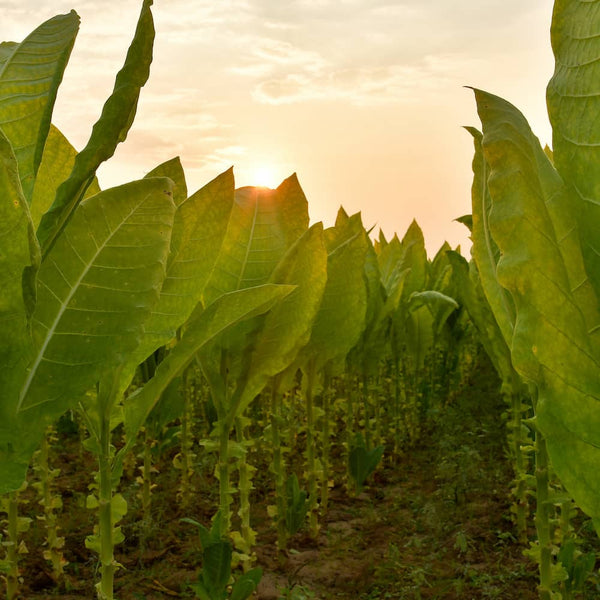 Tobacco Absolute – Nomad Botanicals