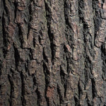 Ho Wood brown bark for essential oil