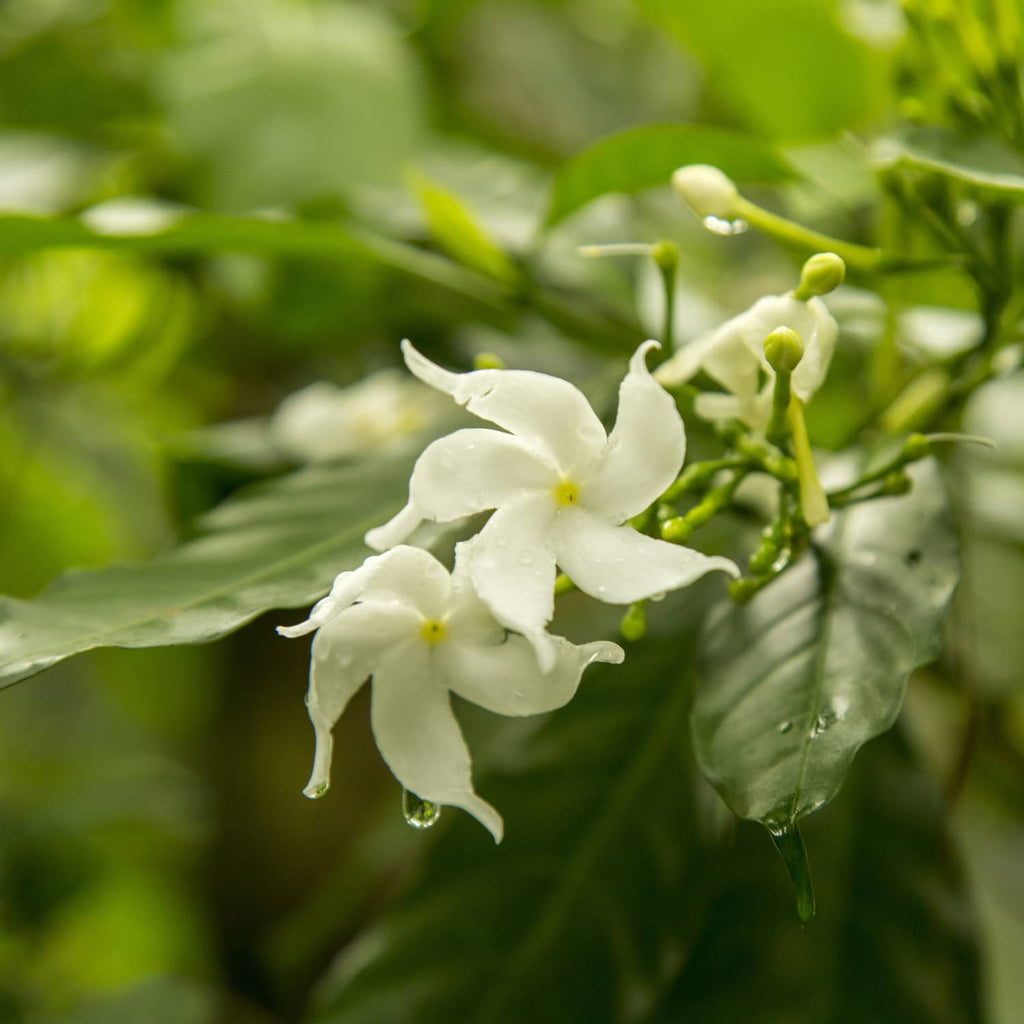 Jasmine Absolute White Flower
