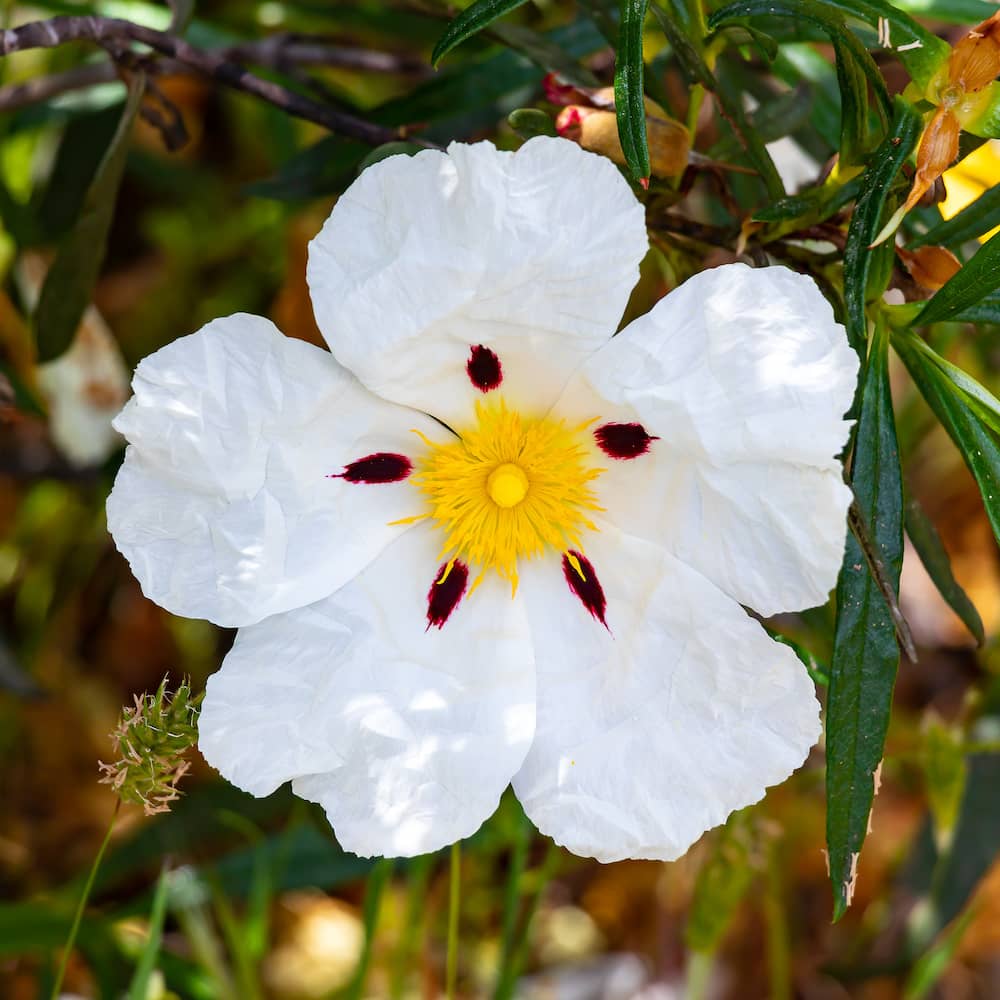 White labdanum absolute flower 