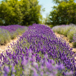 Lavender essential oil growing before being distilled