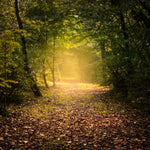 Picture of pathway in the forest