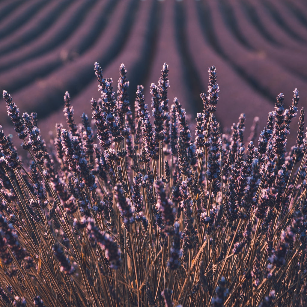 Essential oil diffuser blend inspired by the rolling hills of Lavender in Provence, France